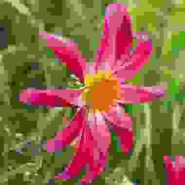 Honka Pink